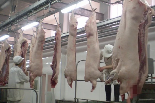 自己养的猪能自己屠宰卖肉吗，若未经过疫检则不能售卖