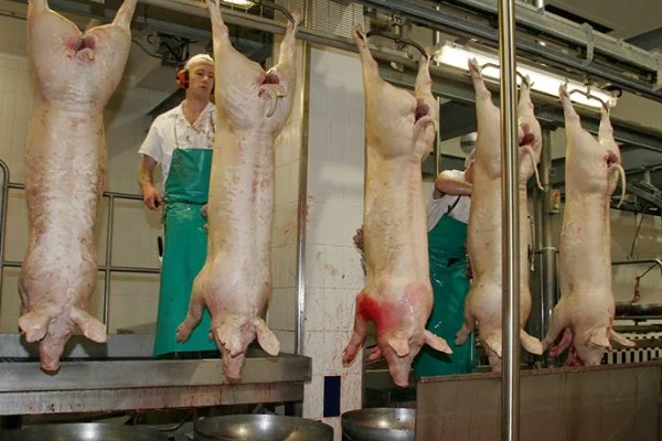 自己养的猪能自己屠宰卖肉吗，若未经过疫检则不能售卖