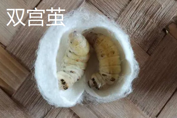 蚕茧做成蚕丝被的方法，可按以下步骤进行