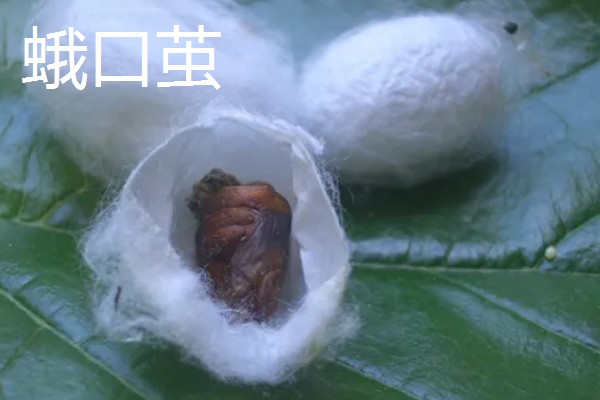 蚕茧做成蚕丝被的方法，可按以下步骤进行