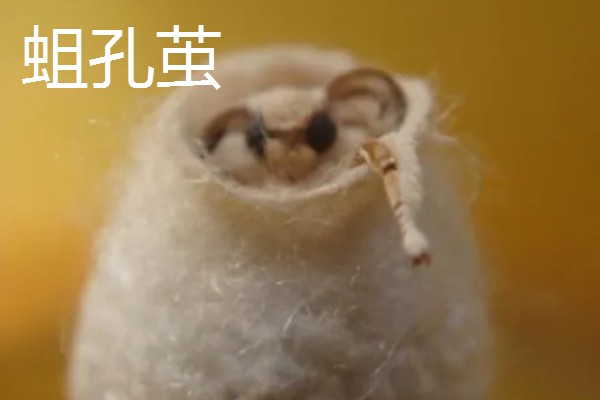 蚕茧做成蚕丝被的方法，可按以下步骤进行