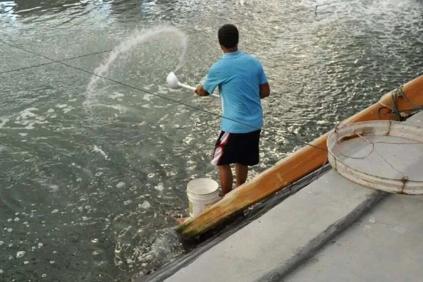 丁酸梭菌在水产养殖中有什么作用，能起到增强水产动物消化能力等效果