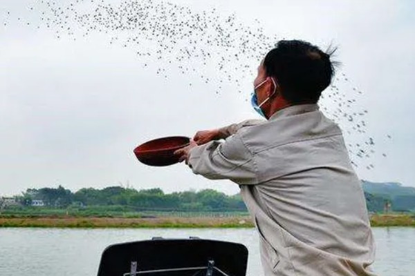 丁酸梭菌在水产养殖中有什么作用，能起到增强水产动物消化能力等效果