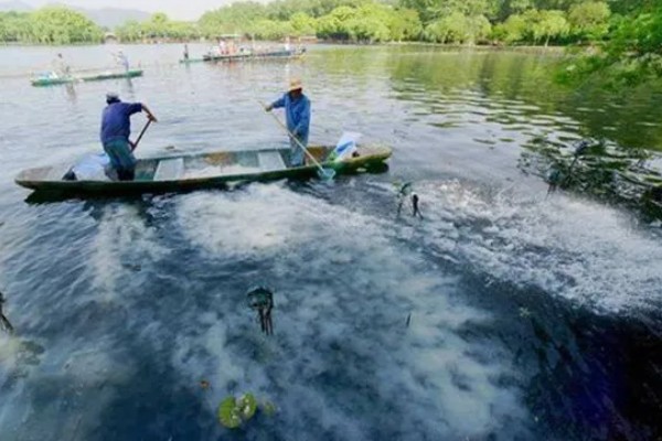 丁酸梭菌在水产养殖中有什么作用，能起到增强水产动物消化能力等效果