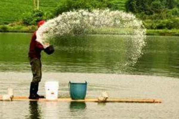 丁酸梭菌在水产养殖中有什么作用，能起到增强水产动物消化能力等效果