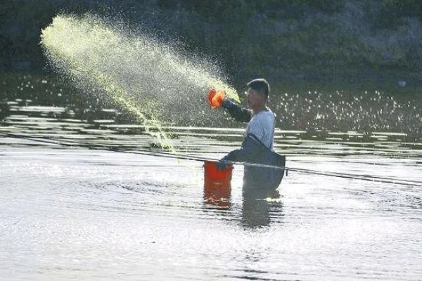 丁酸梭菌在水产养殖中有什么作用，能起到增强水产动物消化能力等效果