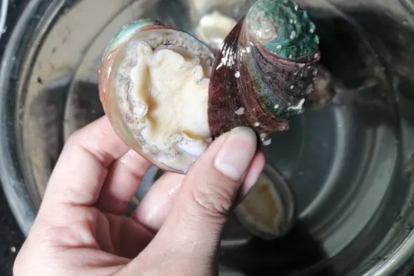 鲍鱼如何清洗,可以先用清水浸泡一会儿