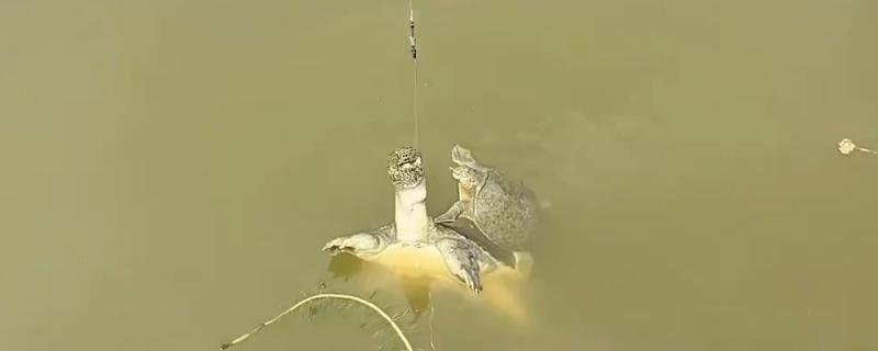 用什么钓甲鱼，饵料选择蚯蚓、蚕蛹、蚂蚱等