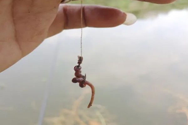 用什么钓甲鱼，饵料选择蚯蚓、蚕蛹、蚂蚱等