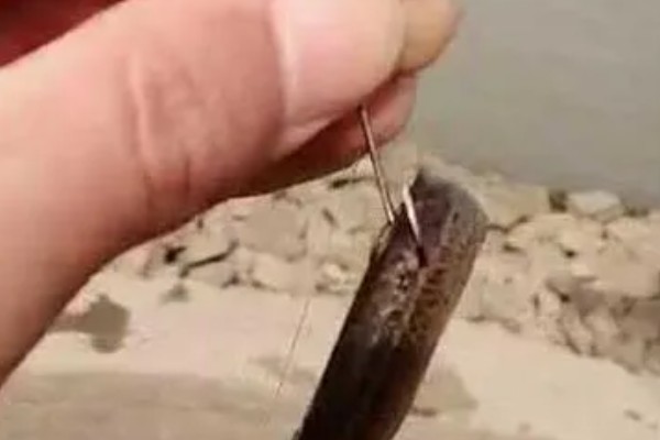 用什么钓甲鱼，饵料选择蚯蚓、蚕蛹、蚂蚱等