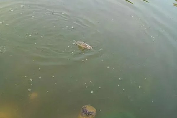 用什么钓甲鱼，饵料选择蚯蚓、蚕蛹、蚂蚱等