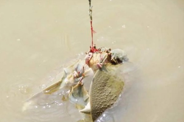 用什么钓甲鱼，饵料选择蚯蚓、蚕蛹、蚂蚱等