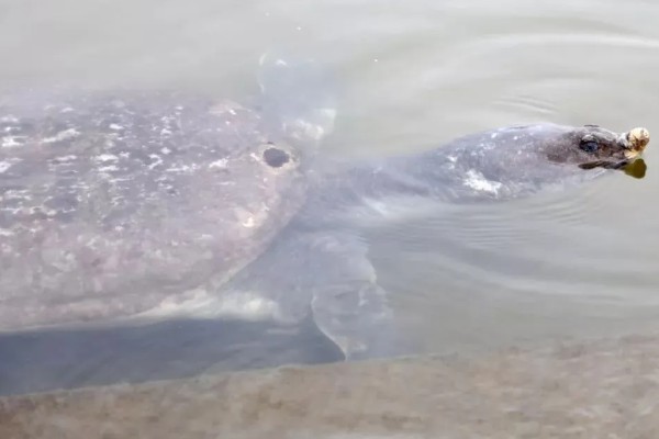用什么钓甲鱼，饵料选择蚯蚓、蚕蛹、蚂蚱等