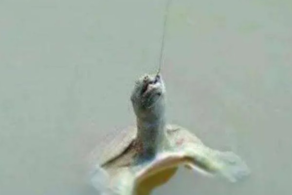 用什么钓甲鱼，饵料选择蚯蚓、蚕蛹、蚂蚱等