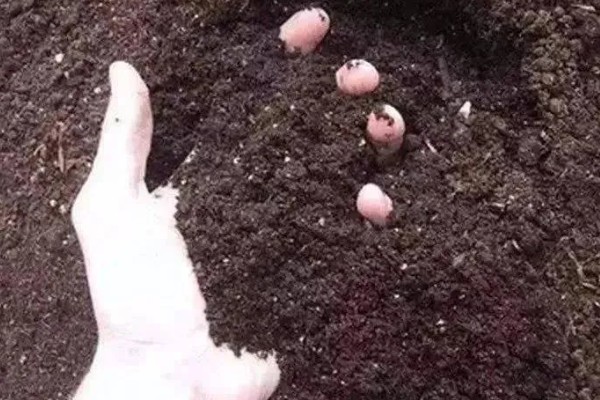 不动土栽培菌肥的配方，将糖渣、菌渣、药渣等混合发酵