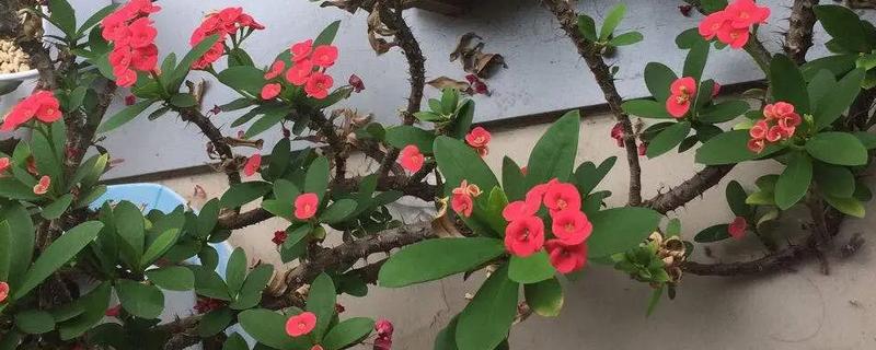 刺梅花怎么养殖，生长盛期要追施氮肥