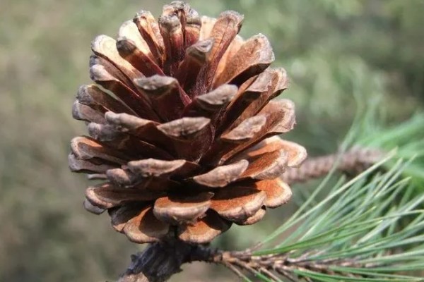 樱桃松果靠什么传播种子，可通过动物、自然传播等