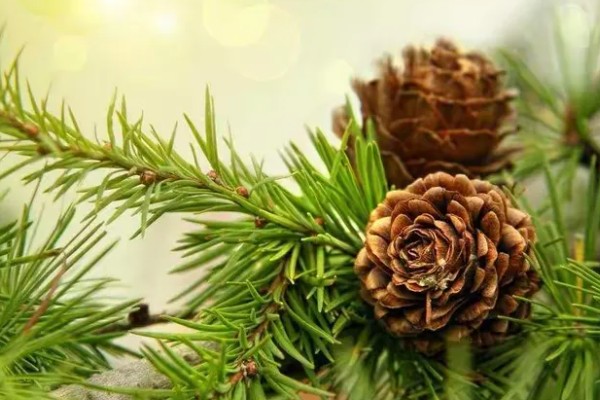 樱桃松果靠什么传播种子，可通过动物、自然传播等