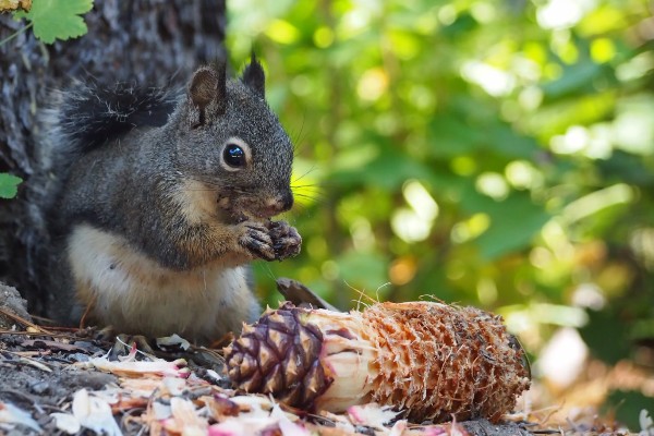 樱桃松果靠什么传播种子，可通过动物、自然传播等