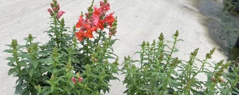 金鱼草有什么作用，可用来观赏、榨油、净化空气