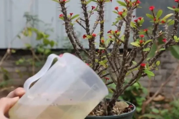 刺梅花怎么养殖，生长盛期要追施氮肥