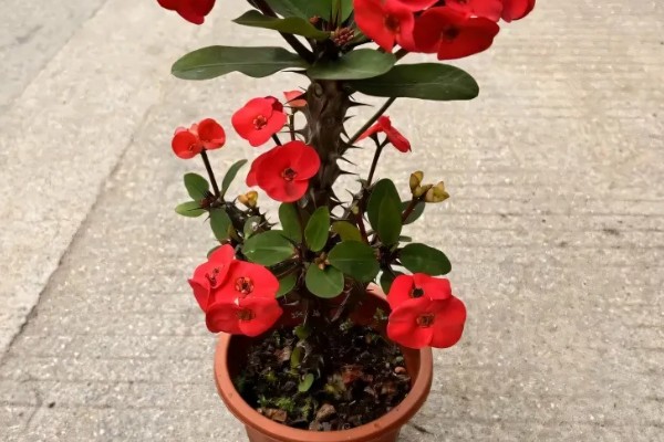 刺梅花怎么养殖，生长盛期要追施氮肥