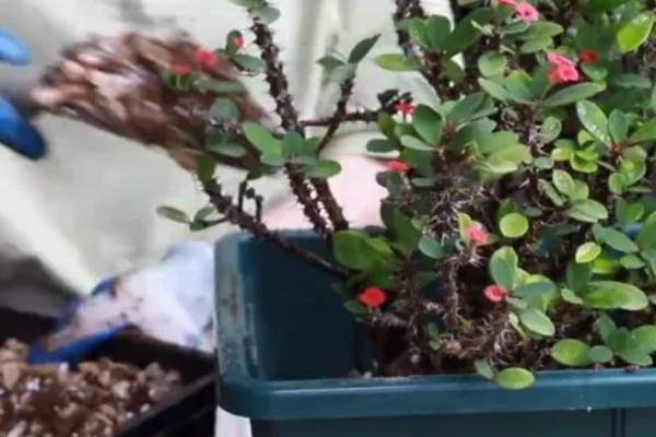 刺梅花怎么养殖，生长盛期要追施氮肥