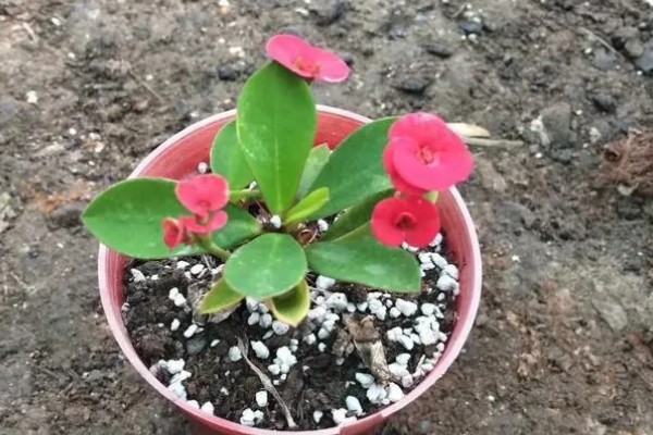 刺梅花怎么养殖，生长盛期要追施氮肥