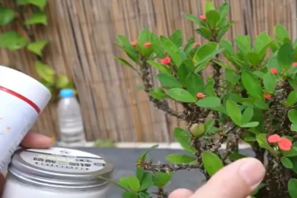 刺梅花怎么养殖，生长盛期要追施氮肥