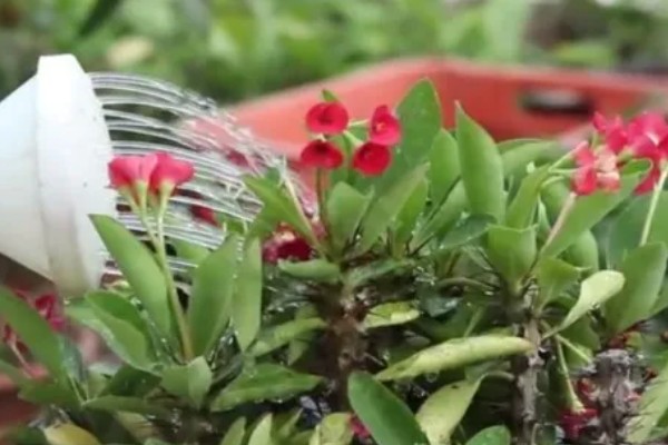 刺梅花怎么养殖，生长盛期要追施氮肥