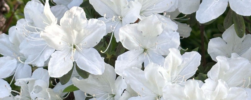 映山白和白杜鹃有什么区别，属于同一种植物