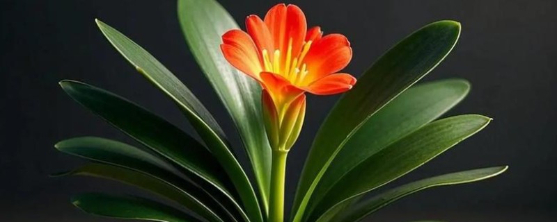 送君子兰的寓意，寓意品德高尚、高雅尊贵等