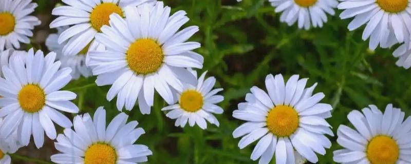 雏菊有什么花语，代表快乐、暗恋、离别等含义
