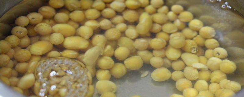 黄豆水发酵多长时间才能浇花，经过1个月左右就可以使用