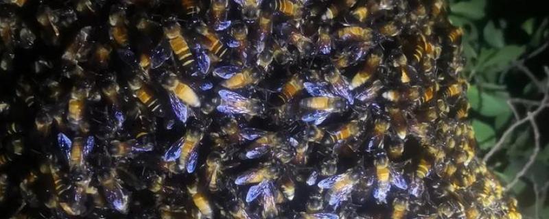 排蜂和蜜蜂有什么区别，排蜂是未驯化的野生蜂种