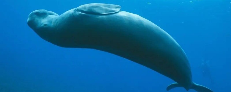 儒艮被称为美人鱼的原因，会像人类一样怀抱幼崽喂奶
