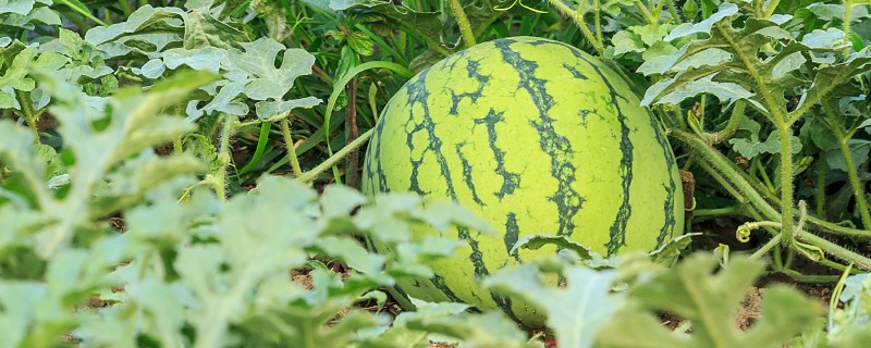 西瓜的产地，全国各地都有栽培