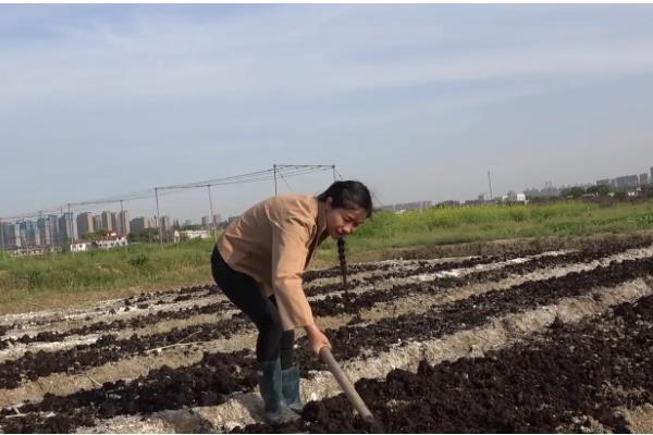 玉米的施肥方法,基肥通常是用农家肥为主