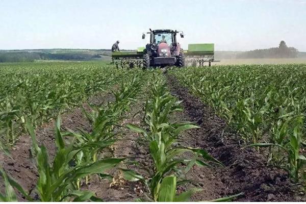 玉米的施肥方法,基肥通常是用农家肥为主