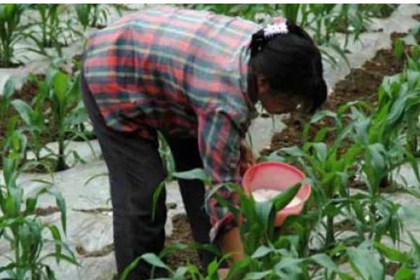 玉米的施肥方法,基肥通常是用农家肥为主