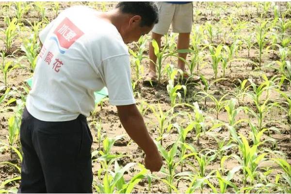 玉米的施肥方法,基肥通常是用农家肥为主