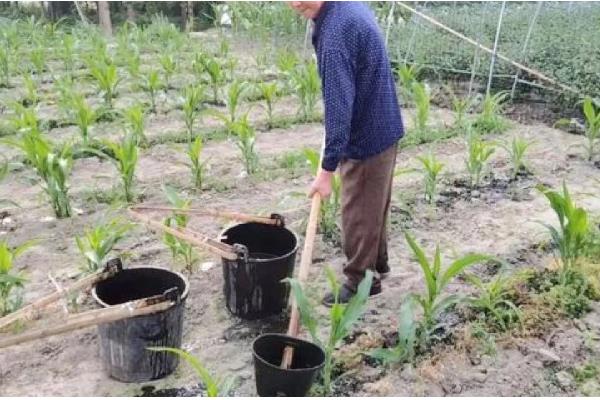 玉米的施肥方法,基肥通常是用农家肥为主