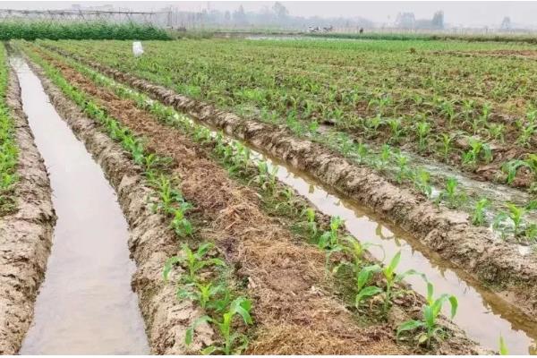 玉米的施肥方法,基肥通常是用农家肥为主