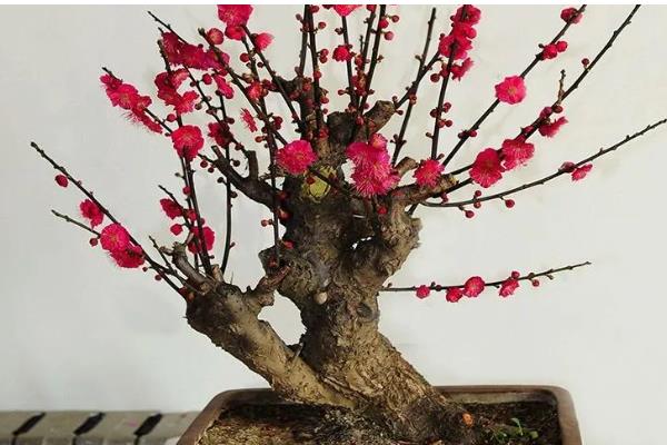 朱砂梅的养殖方法，一定要确保充足的阳光照射