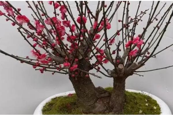 朱砂梅的养殖方法，一定要确保充足的阳光照射