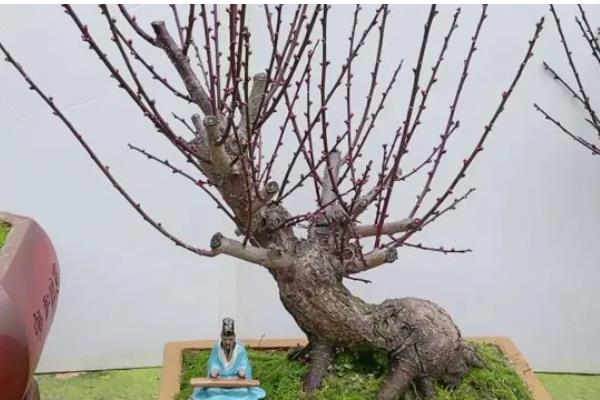 朱砂梅的养殖方法，一定要确保充足的阳光照射