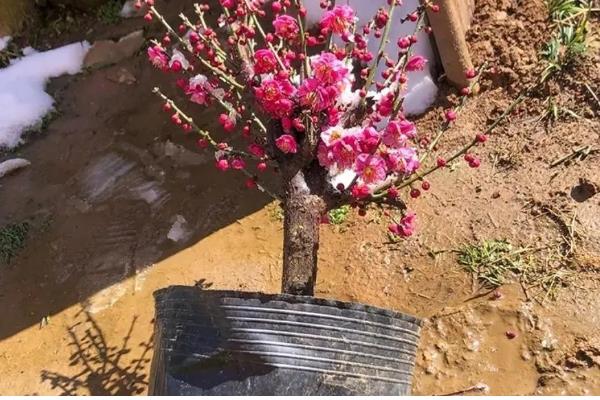 朱砂梅的养殖方法，一定要确保充足的阳光照射