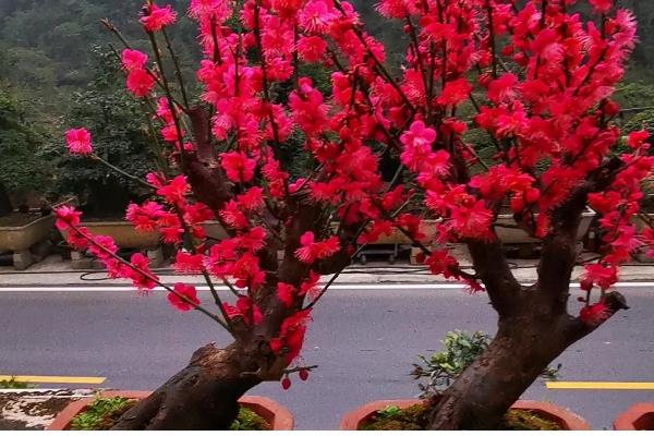 朱砂梅的养殖方法，一定要确保充足的阳光照射