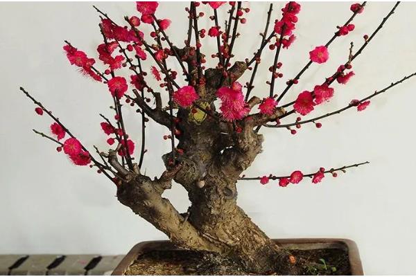 朱砂梅的养殖方法，一定要确保充足的阳光照射