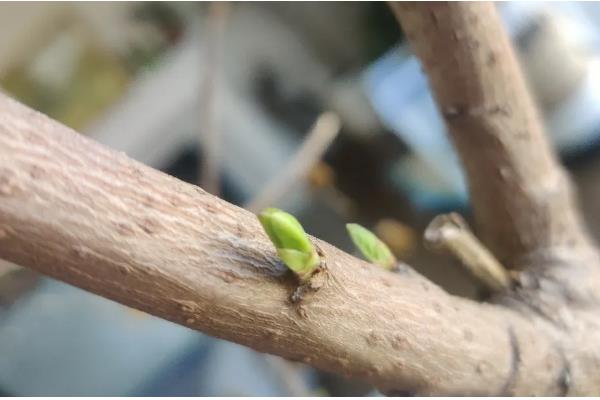 新栽的腊梅花根多长时间发芽，需要30天左右